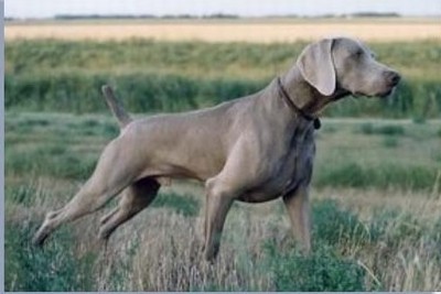 weimaraner til salg weimaraner til salg